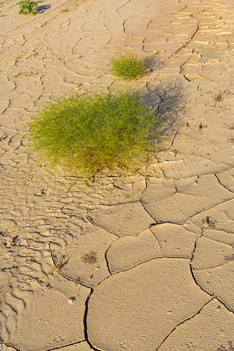 Mudcracks or cracked mud in the mojave desert with a small vibrant green bush growing beside it.