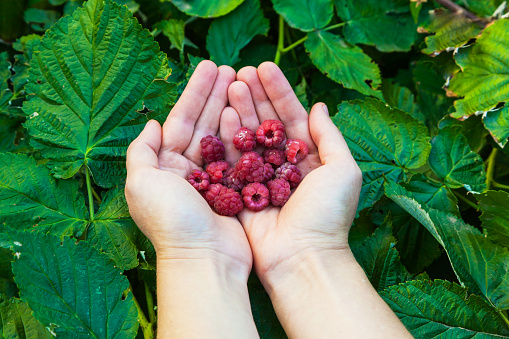 Raspberry berries in the hands of a girl against the background of raspberry bushes, top view.