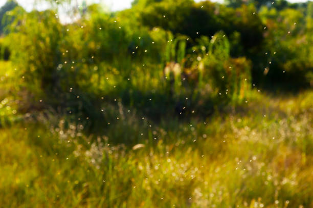 istock Small midges flying against the background of meadows with trees. 1835566578