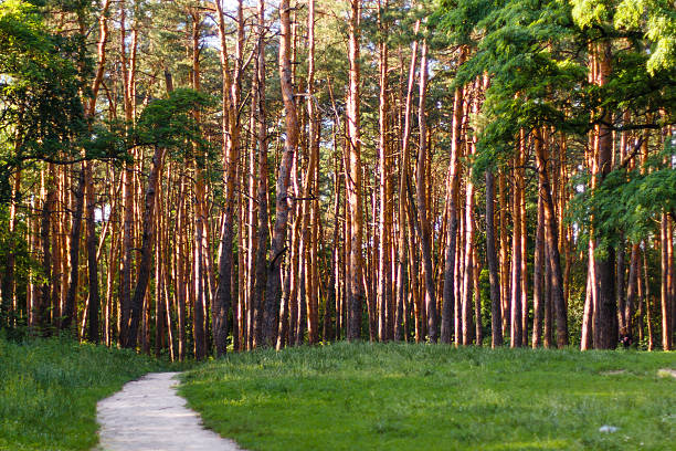 footpath in the autumn park. stock photo