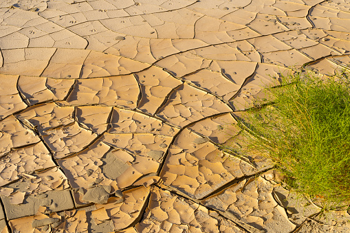 Mudcracks or cracked mud in the mojave desert with a small vibrant green bush growing beside it.