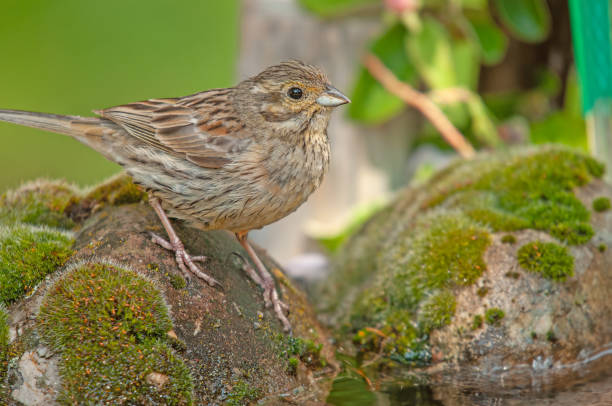 istock Cirl Bunting (Emberiza cirlus) on mossy stone. Blurred green background. 1835573884