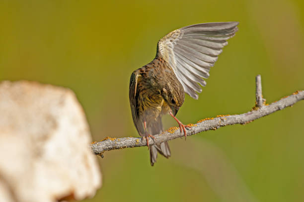 istock Cirl Bunting (Emberiza cirlus) on a tree branch. Blurred background. 1835576022