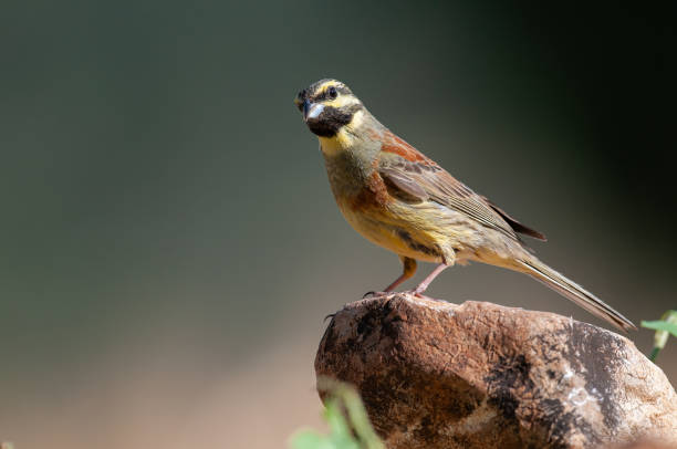 istock Cirl Bunting (Emberiza cirlus) on stone. Blurred background. 1835576894