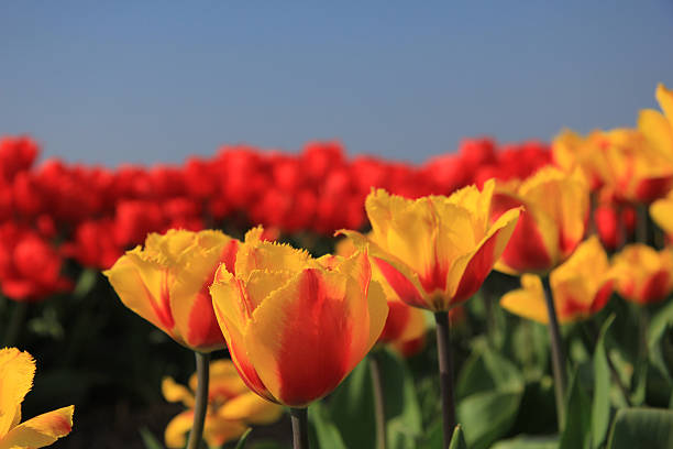 istock yellow and red tulips in a field 183558012