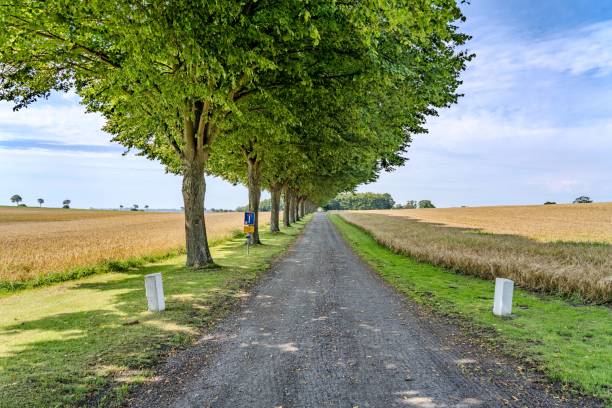 istock a gravel road with trees lining it and some grass and grass growing on the side 1835587906