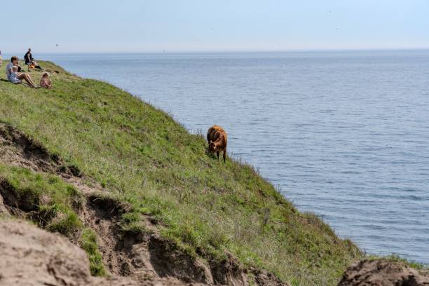 istock two cows grazing on grass near water and people laying down 1835588441
