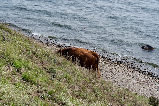 A black and white cow is leisurely walking along a grassy incline near a body of water, with a clear blue sky above