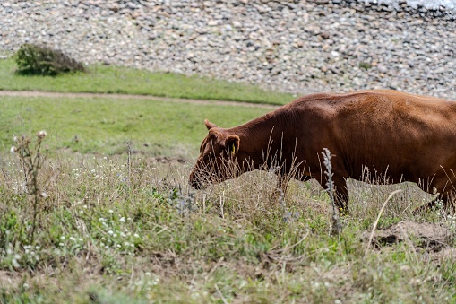 A brown cow stands on top of a lush green grassy meadow, surrounded by a clear blue sky