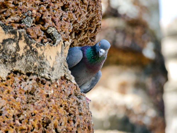 istock bird on feeder, digital photo picture as a background 1835591658