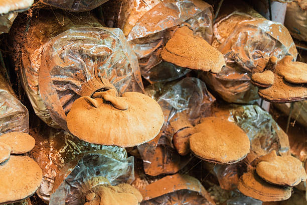 Lingzhi mushroom Close up of lingzhi mushroom in its cultivation house, it usually has been used as a medicinal mushroom fang xiang stock pictures, royalty-free photos & images