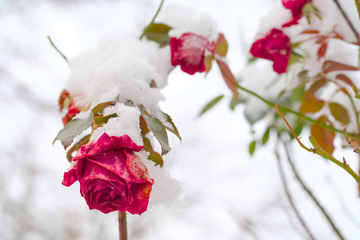 A closeup of a beautiful pink Camellia sasanqua flowering plant covered in snow