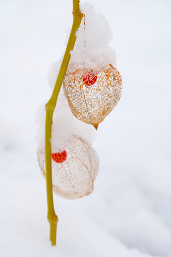 a dried orange physalis with snow in winter