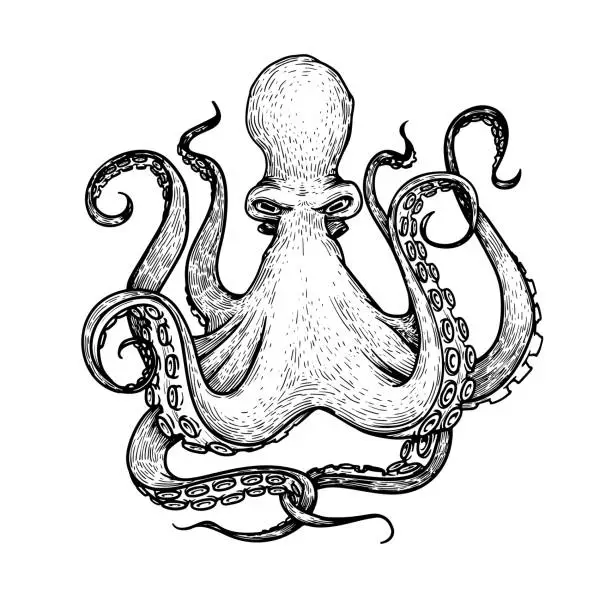 Vector illustration of Octopus in sketch hand drawn style. Retro vintage sea monster drawing. Best for seafood and nautical designs. Vector illustration on white.
