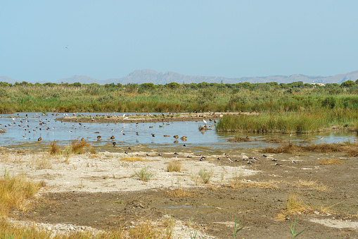 Panoramic view of a sheep grazing next to a pond with a group of fowl swimming. Photographed in the South african cattle steppes in the Western Cape region.