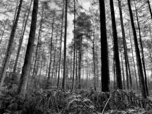 istock Pine woodlands in North East England 1835606192