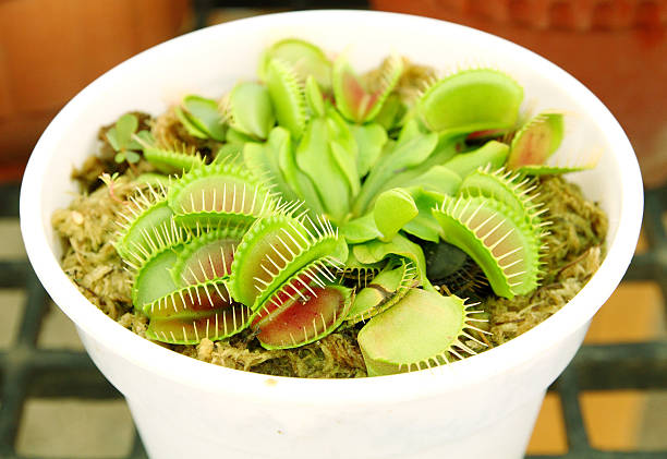 Venus flytrap stock photo