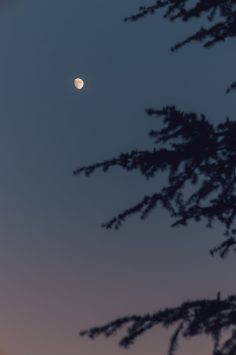 Moon seen through the silhouette of autumn trees at dusk