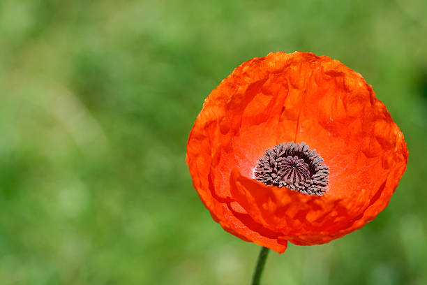 istock Single red poppy flower 183561188