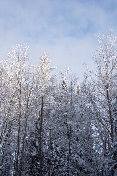 istock Winter scene with snowy trees 1835613673