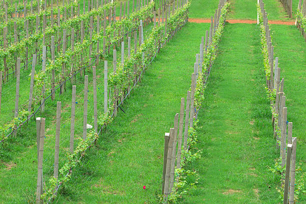 green grape plant stock photo