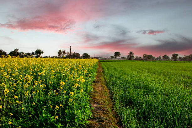 Way between the canola and wheat crops Dusk clouds over the rapeseed and wheat fields canola growth stock pictures, royalty-free photos & images