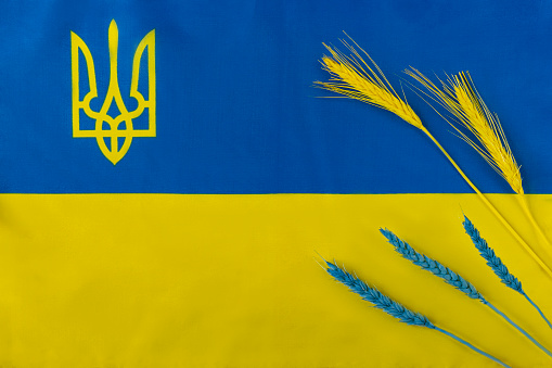 Flag of Ukraine and coat of arms trident, cloth with blue and yellow stripes, Ukrainian passport, blue and yellow ears of wheat, top view.