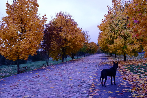 Autumn alley of maples and paving stones with a black dog