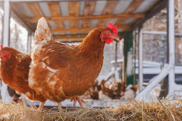 istock chicken eats feed and grain on eco poultry farm, free range poultry farm 1835637127