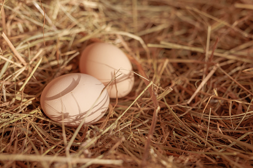 red laying hen hatching eggs in nest of straw inside a wooden chicken coop, free range chicken farm
