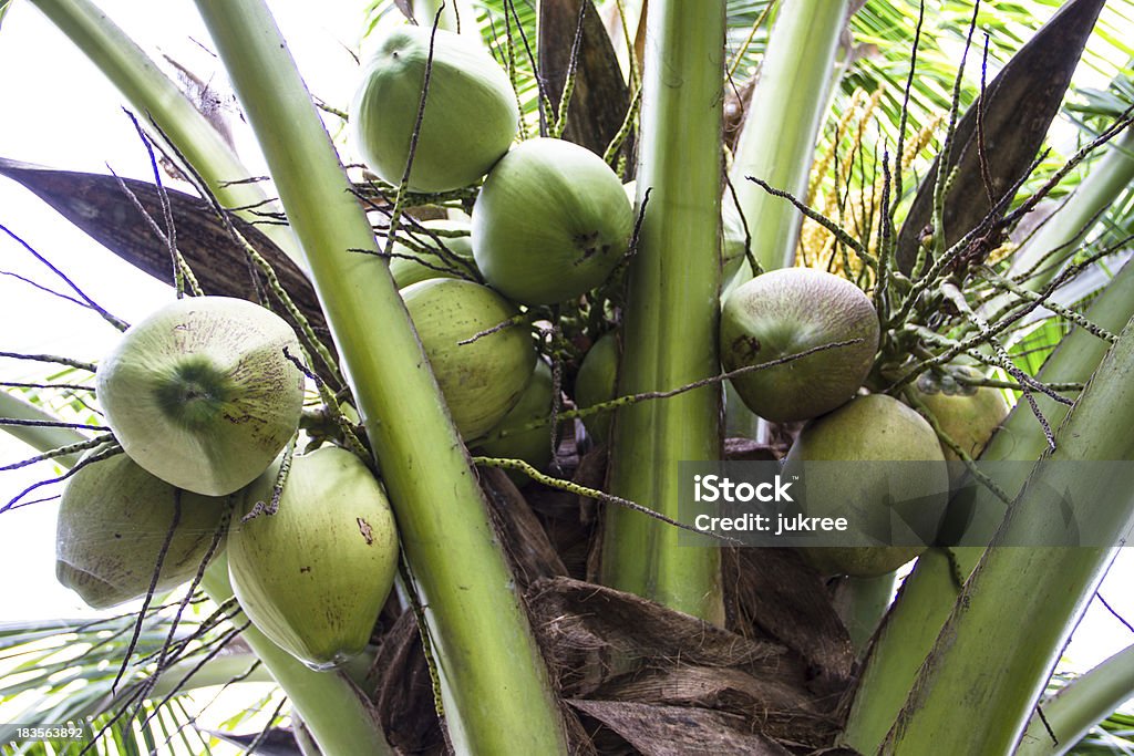 grüne Kokosnuss am Baum - Lizenzfrei Abschied Stock-Foto