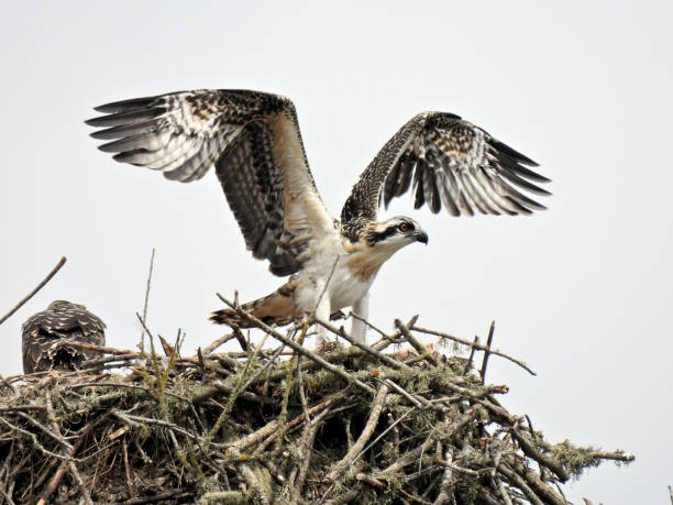 istock Juvenile Osprey Spreads Wings 1835649368