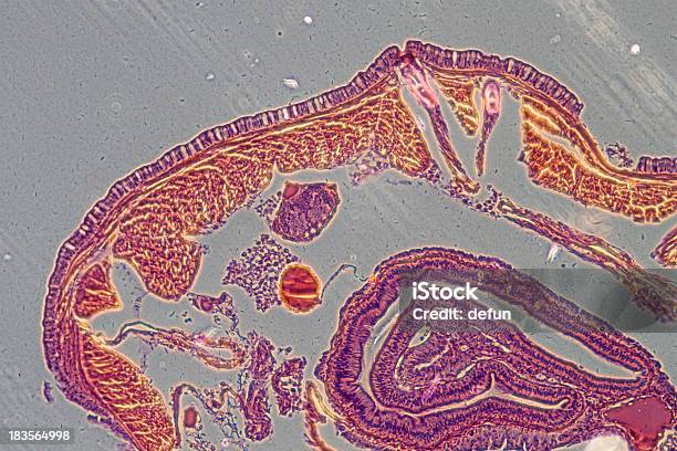 顕微鏡写真ミミズ Crosscutting - ピンク色のストックフォトや画像を多数ご用意 - ピンク色, ヘビ, ヘルスケアと医療