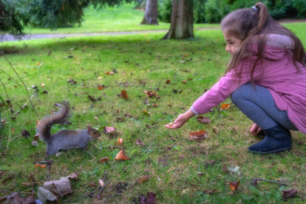 istock Young girl feeding from hand Grey Squirrel in the park 1835650941