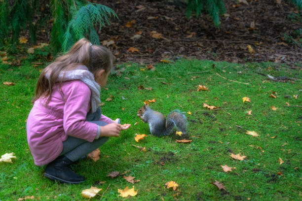 istock Young girl feeding from hand Grey Squirrel in the park 1835650942