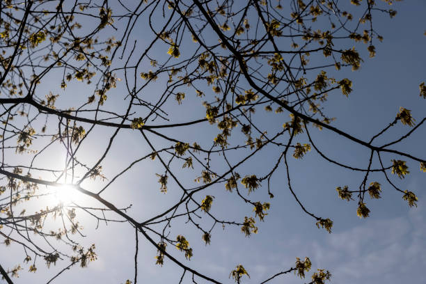 istock a flowering maple tree in the spring season, a spring park 1835659996