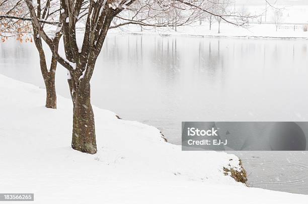 Bäume Und Teich Im Schnee Sturm Stockfoto und mehr Bilder von Ast - Pflanzenbestandteil - Ast - Pflanzenbestandteil, Ausgebleicht, Baum