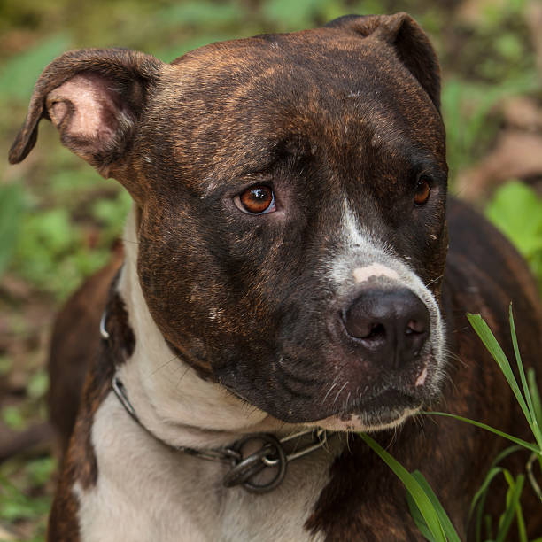 istock Face of Pitbull dog 183566341