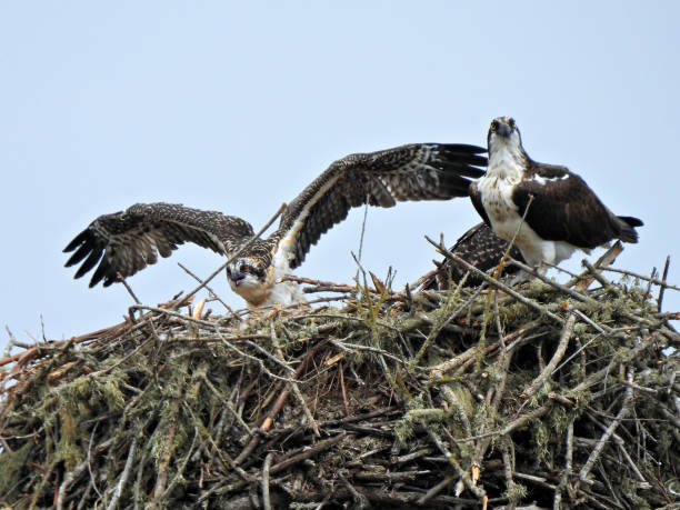 istock Osprey Family in Nest 1835664803