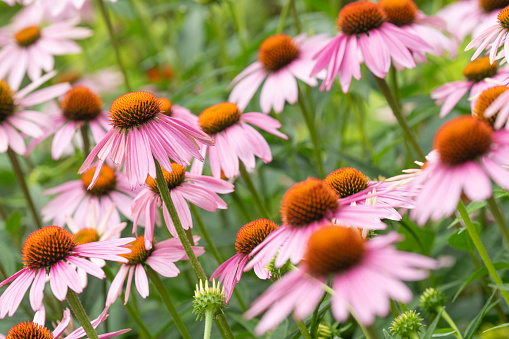 Purple and orange perennial cone flowers Echinacea Purpurea in a botanical garden.