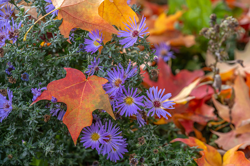 Blooming autumn aster of pink color