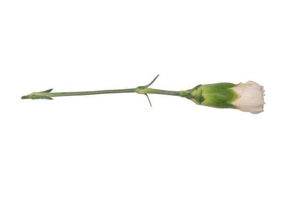 istock White carnation flower isolated on a white background. 1835674141