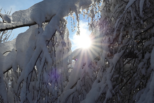 Snow tree sun landscape cold frosty