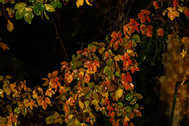 istock autumn leaves soaked in rain 1835679960