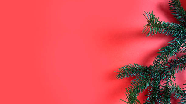 istock green fir branches on red christmas background 1835684385