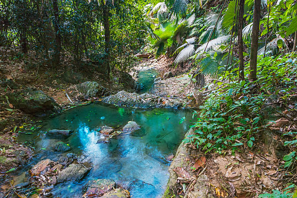 jungles tropical de asia sudoriental - sudoriental fotografías e imágenes de stock