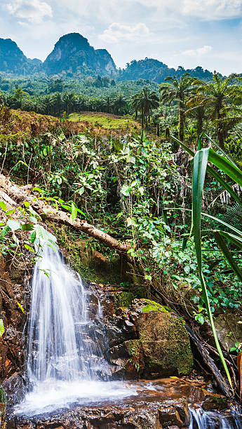 jungles tropical de asia sudoriental - sudoriental fotografías e imágenes de stock