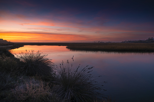 Fish Jumping in San Elijo Nature Reserve Lagoon at Sunset in Solana Beach, San Diego, California.