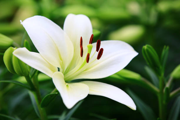 istock Oriental Lily or Fragrant Lily flower and buds 1835707588