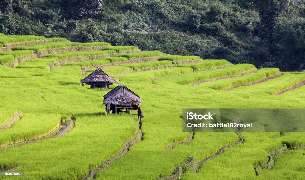 Terraza arroz campos pasos. - Foto de stock de Agricultura libre de derechos